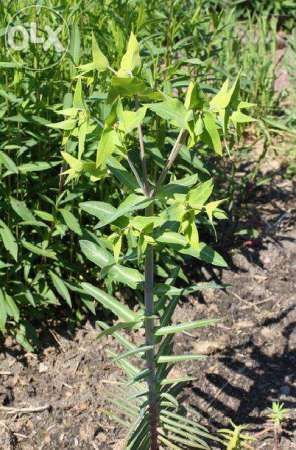 vand rasaduri de planta care alunga cartitele( euphorbia lathyris) anti cartita, anticartit 2