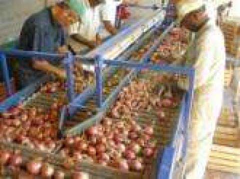 Contracte legale in Germania 1200 eurp in Agricultura