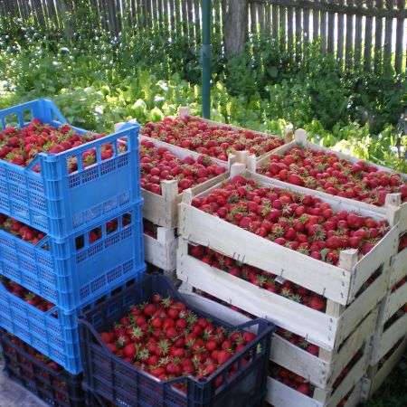 agricultura in germania 1200 euro/luna 