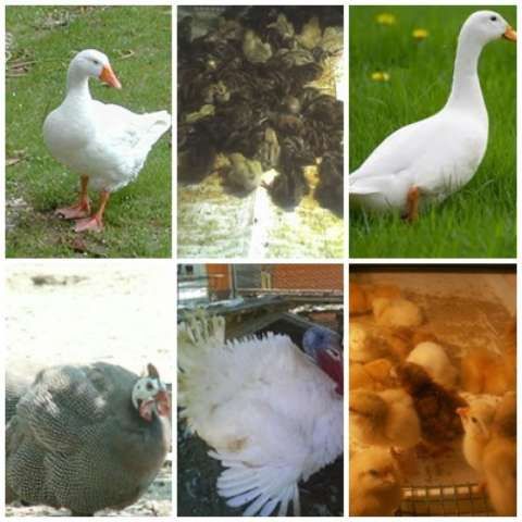 Pui de gaina, curca, bibilica si prepelite
