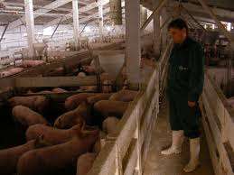 joburi noi ferme de porci