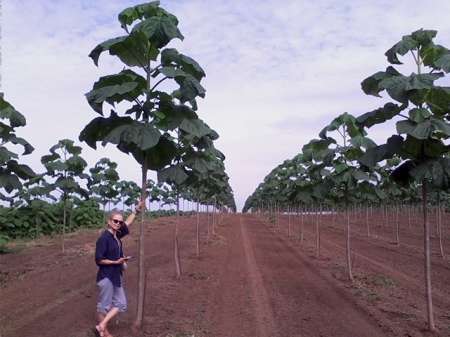 plantatii paulownia primavara 2