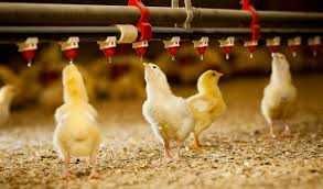 ferme de animale germania