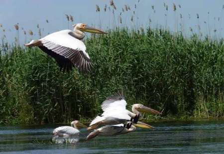 excursii si cazare in delta dunarii 2