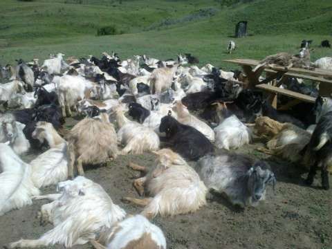 Vand 250capre mulgatoare ciute+ 4 tapi saanen originali. toate caprele au 2- 3 fatari