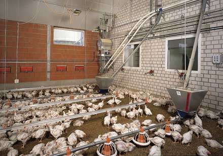 Ferme de animale, Marea Britanie