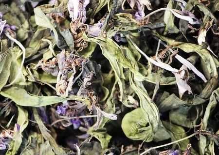 Pufulita frunze uscate vrac en- gros si en- detail