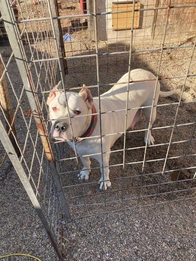 cane corso si dog argentinian 9