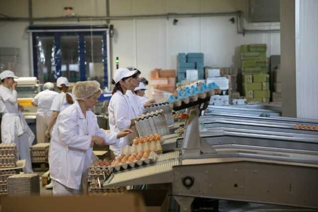 stampilat oua germania / gura humorului