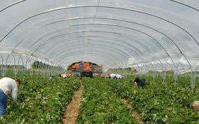 Cules legume in Germania