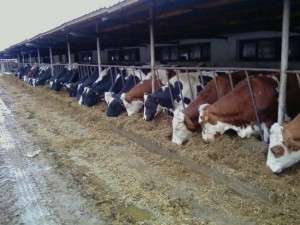 Se cauta femei si barbati pentru ferme, Anglia