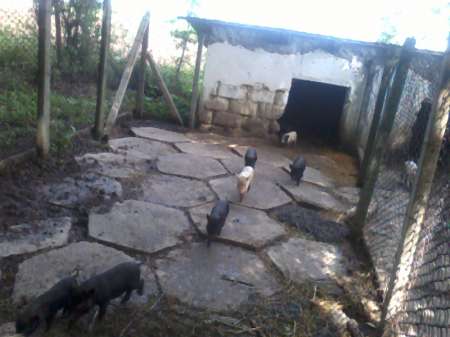 de vanzare porci vietnamezi 3