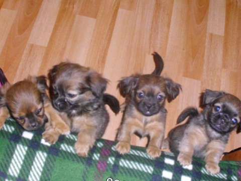 vand pui de pechinezi