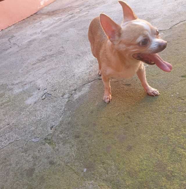 chihuahua 2