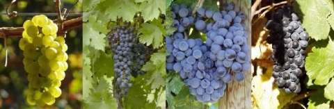 MUNCESTE IN PODGORII  GERMANIA