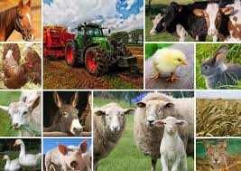 ferma de animale austria - oradea