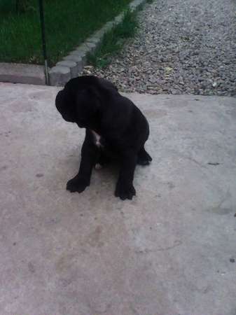 vand pui canecorso 2