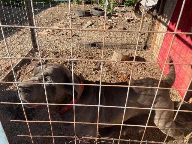 cane corso si dog argentinian 7