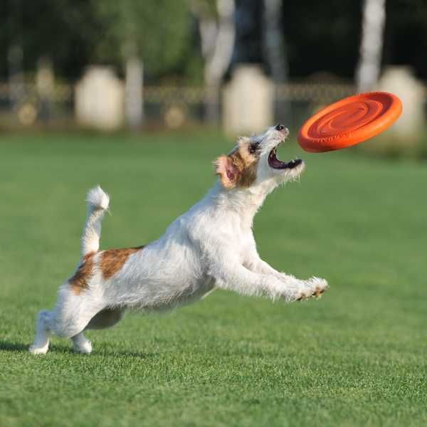 frisbee pentru caini pitch dog 1