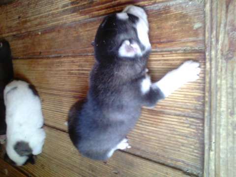 Vand pui husky siberian