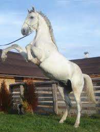 Un job sigur-Ferme cai Germania 