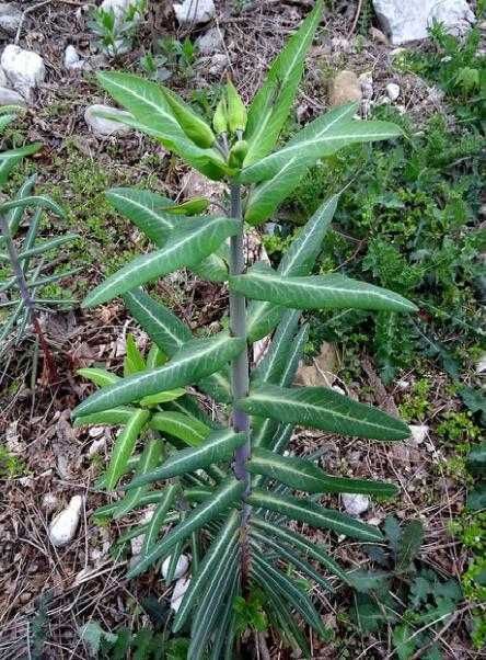 vand rasaduri de planta care alunga cartitele( euphorbia lathyris) anti cartita, anticartit 5