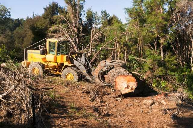 servicii defrisare, toaletare si curatare terenuri 2