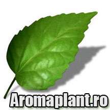 Metioda eficienta de intinerire a organismului.