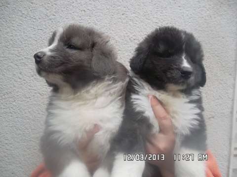 Vand pui ciobanesti romanesti de bucovina