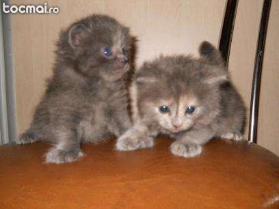 vand pui de pisica norvegiana de padure