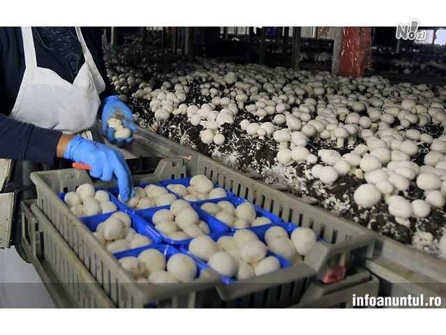 ambalat ciuperci germania / busteni