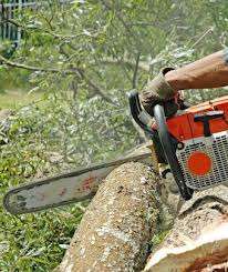 Domeniul forestier (taierea si prelucrarea lemnului) /1000 euro