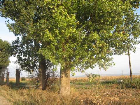 vanzare  teren anunturi gratuite