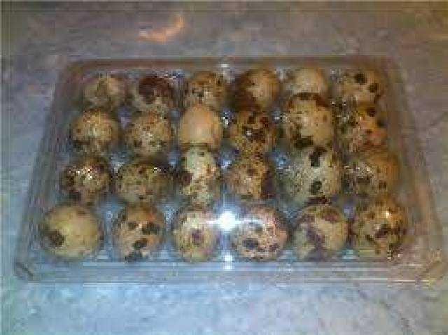 oua de prepelite bio