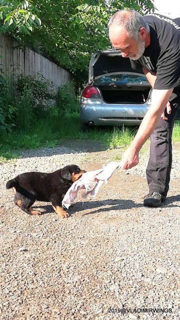 catei rottweilers de vanzare 1