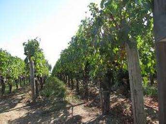 Vand teren vita de vie pe rod