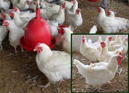 pui gaina si curca carne