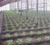 Agricultura 1.300 Euro Germania 