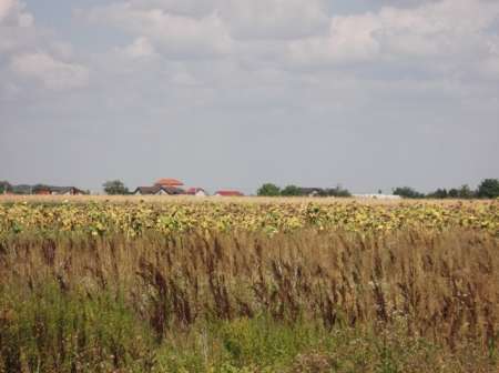 vand teren samurcasi ( buftea - crevedia) 4