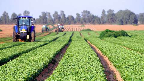 Necalificat Italia 2014