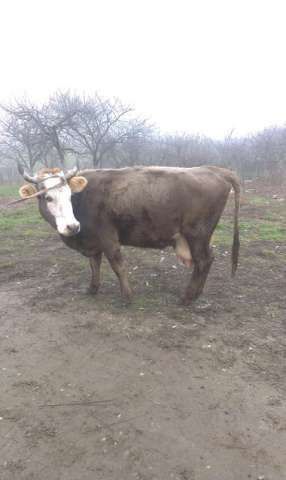 vand vaci brune si holstein, au intre3- 5 fatari, 1