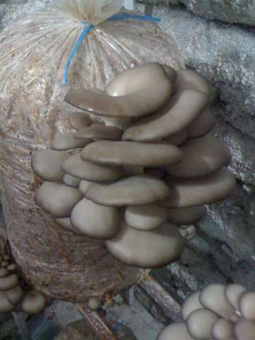 Vand ciuperci pleurotus vrac bureti negri pastrav de fag ⭐ OrasulTau